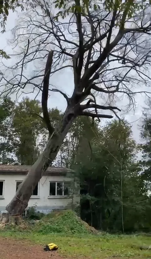 Abattage d'Arbres