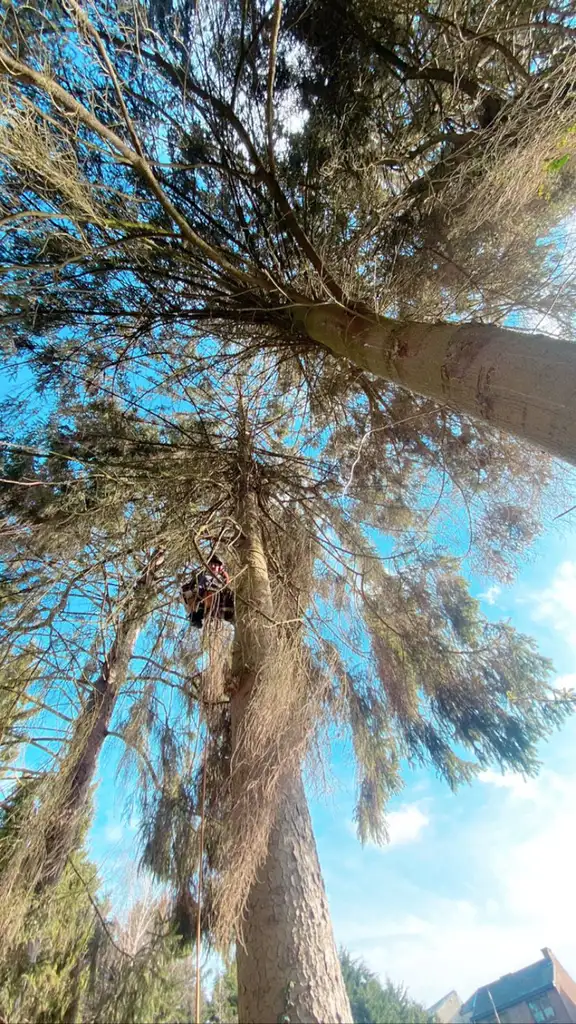 Élagage d'Arbres