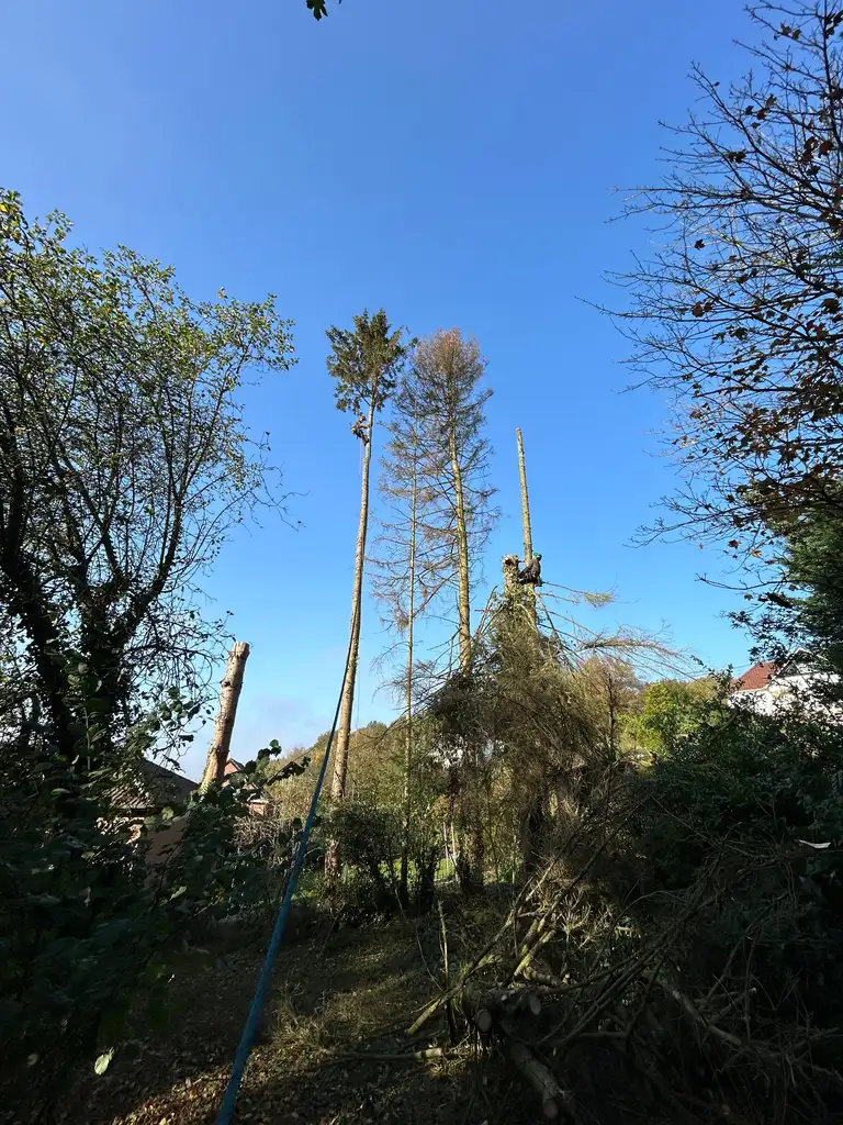Élagage d'Arbres