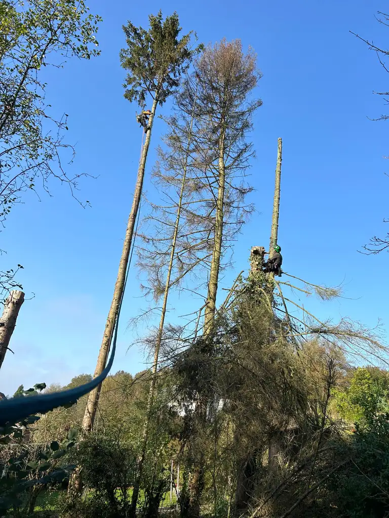 Élagage d'Arbres